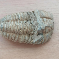 Fosila Ordovician Trilobit Calymene n4