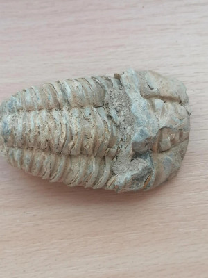 Fosila Ordovician Trilobit Calymene n4 foto