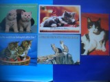 HOPCT LOT NR 1054 .PISICI --5 CARTI POSTALE-NECIRCULATE
