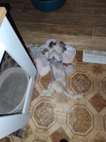 Bichon Havanez