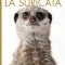 La Suricata