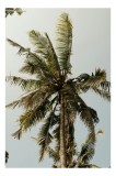 Tablou Canvas Tropical cu Palmieri și Cer Verde Natură Exotic, 26 x 39 cm, CMCLASS
