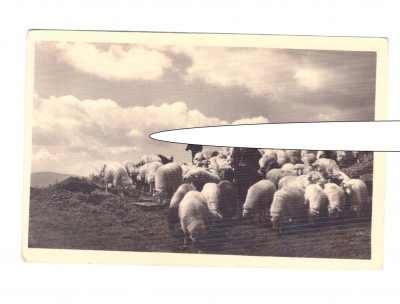 CP Ciobani cu oi, interbelica, necirculata, stare foarte buna foto