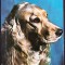 AMS - ILUSTRATA 567 COCKER SPANIEL AURIU, NECIRCULATA