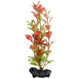 Ludwigia Repens (Red Ludwigia) - plantă Tetra 15 cm, S