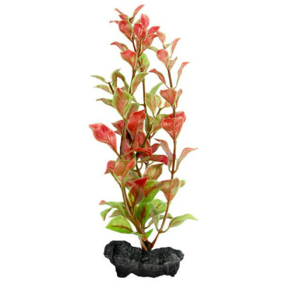 Ludwigia Repens (Red Ludwigia) - plantă Tetra 15 cm, S foto