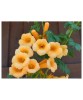 Campsis radicans Flava P9, Oem