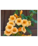 Campsis radicans Flava P9
