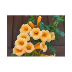 Campsis radicans Flava P9