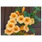 Campsis radicans Flava P9