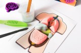 Set educativ - Stem - Organe Squichy | Kosmos