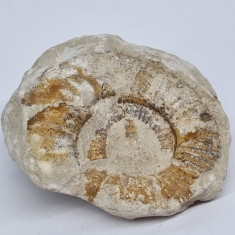 Amonit fosilizat incrustat in piatra