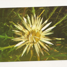 RF16-Carte Postala-Muzeul natural de istorie Sibiu, Carlina Acaulis, necirculata