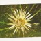 RF16-Carte Postala-Muzeul natural de istorie Sibiu, Carlina Acaulis, necirculata
