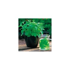 Planta Stevia rebaudiana, planta stevia rebaudiana, ghiveci de 10 cm