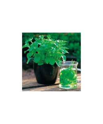 Planta Stevia rebaudiana, planta stevia rebaudiana, ghiveci de 10 cm foto