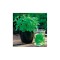 Planta Stevia rebaudiana, planta stevia rebaudiana, ghiveci de 10 cm