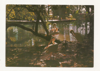 CP5-Carte Postala- RUSIA - Coasta Marii Negre a caucazului ,necirculata 1983 foto