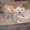 Haina festiva tip rochita pt caini sau alte animale de companie-CHAMPAGNE,XS