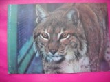 HOPCT 10900 RASUL CARPATIC -LYNX LYNX -FAUNA-ROMANIA -NECIRCULATA