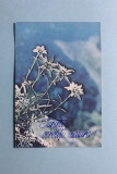 Calendar 1986 floare de colț