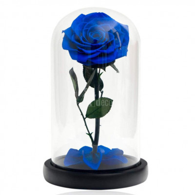 Trandafir Criogenat albastru bella &amp;Oslash;8cm in cupola 10x20cm foto