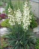 Oferta 3 yucca de gradina - plante