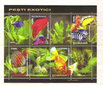 Romania 2005 - Exotic fish - MNH perforated sheet RO.009 foto