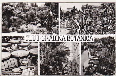 bnk cp Cluj - Gradina botanica - circulata foto