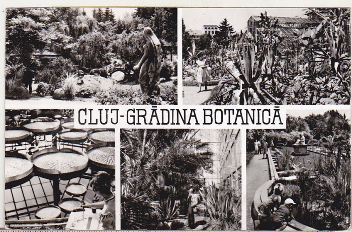 bnk cp Cluj - Gradina botanica - circulata