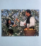 Calendar 1978 legume fructe