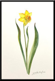 Narcisa, tablou pictat in acuarela inramat 21x30 cm ideal cadou 1-8 Martie, Flori, Realism
