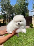 Pomeranian 2 baieti si o fetita disponibili