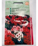 Seminte Flori Phlox Drumondi Nana Compacta Horti Tops, Mix Culori, 0.2g, Anuale, Borduri &amp; Ghivece, Atractie Albine