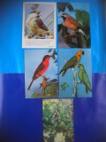 HOPCT LOT NR 374 PASARI CANTATOARE DIN ROMANIA -5 CARTI POSTALE-NECIRCULATE