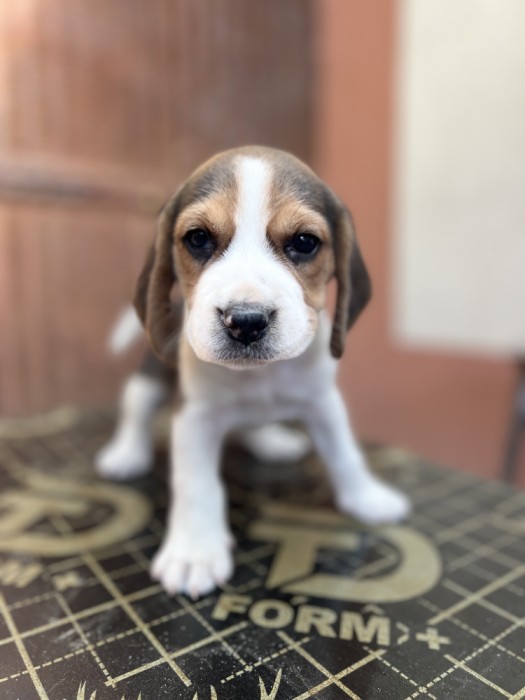 Căței Beagle deosebiți