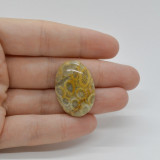 Cabochon coral fosilic 29x20x6mm c30