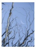 Tablou Canvas, "Crengile și luna din cer senin", Serenitate, Melancolie, Luciditate, Frumusețe, Eleganță, Visare, Armonie, Delicatețe, Contemplație, L