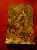 Ilustrata Pasari Romania: Sticlete, Anii &#039;60 - Carte Postala Tematica