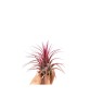 Plantă aeriana, Tillandsia Ionantha red, Medie, 6 x 6 cm, Oem