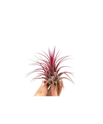 Plantă aeriana, Tillandsia Ionantha red, Medie, 6 x 6 cm foto