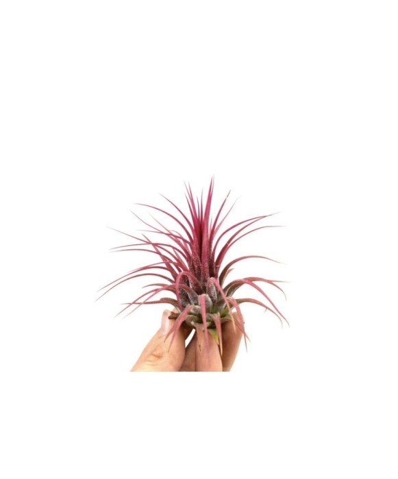 Plantă aeriana, Tillandsia Ionantha red, Medie, 6 x 6 cm