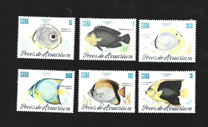 cuba pesti mnh