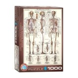 Cumpara ieftin Puzzle Eurographics - Das Skelettsystem, 1000 piese