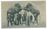 3809 - CIRCUS Sidoli, elephant training, Romania - old postcard - unused, Necirculata, Printata