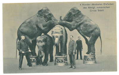 3809 - CIRCUS Sidoli, elephant training, Romania - old postcard - unused foto