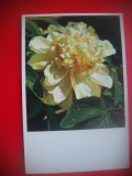 HOPCT 5408 FLORI DIN -CHINA -ASIA-NECIRCULATA