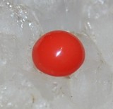 coral portocaliu 100% natural ideal pentru montura inel !!