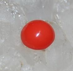 coral portocaliu 100% natural ideal pentru montura inel !!