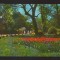 CPIB 21836 - CARTE POSTALA - BUCURESTI, GRADINA CISMIGIU
